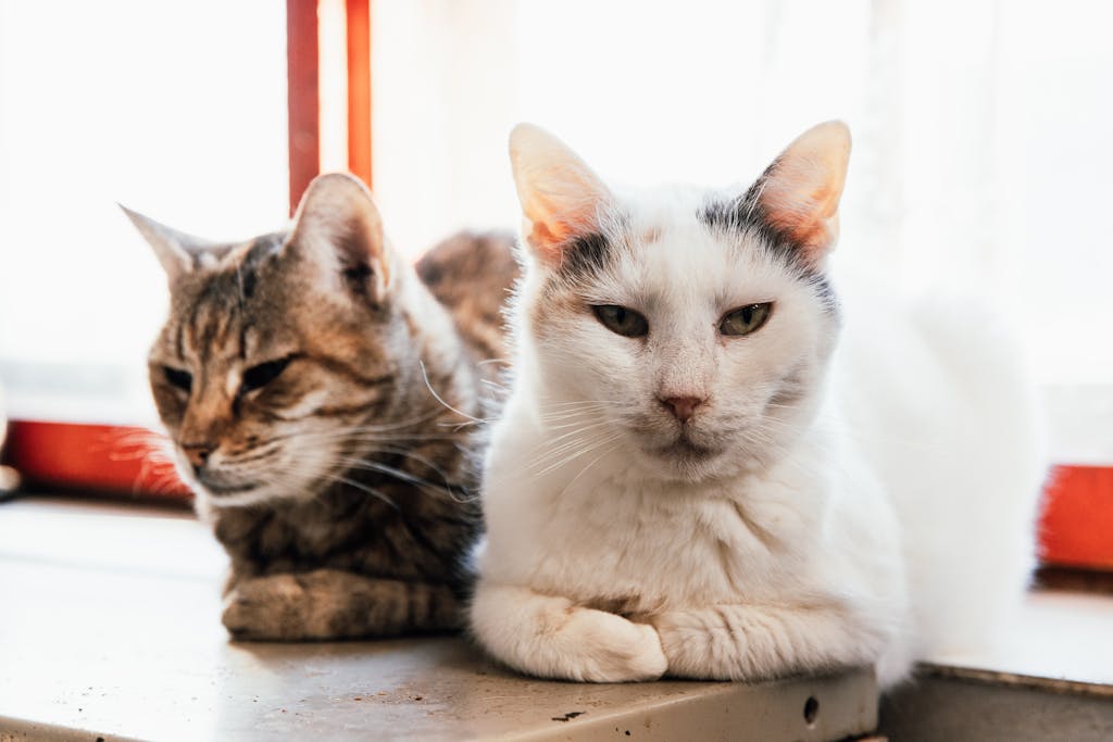 Two cats lounging together by a sunny window sill, enjoying relaxation.